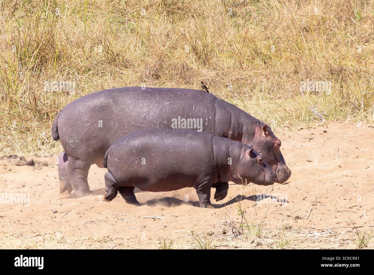 Hippopotamus (Hippopotamus amphibius) mit Kalb-Kruger-Nationalpark, Südafrika. Drittgrößtes Landsäugetier und eines der gefährlichsten Stockfoto