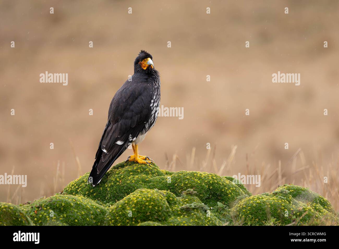 Carunculated Caracara (Phalcoboenus carunculatus) auf der páramo-Vegetation bei leichtem Regen, Antisana-Nationalpark, Ecuador. Stockfoto