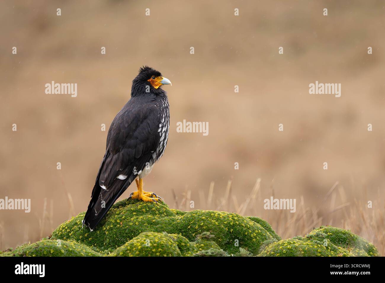 Carunculated Caracara (Phalcoboenus carunculatus) auf der páramo-Vegetation bei leichtem Regen, Antisana-Nationalpark, Ecuador. Stockfoto