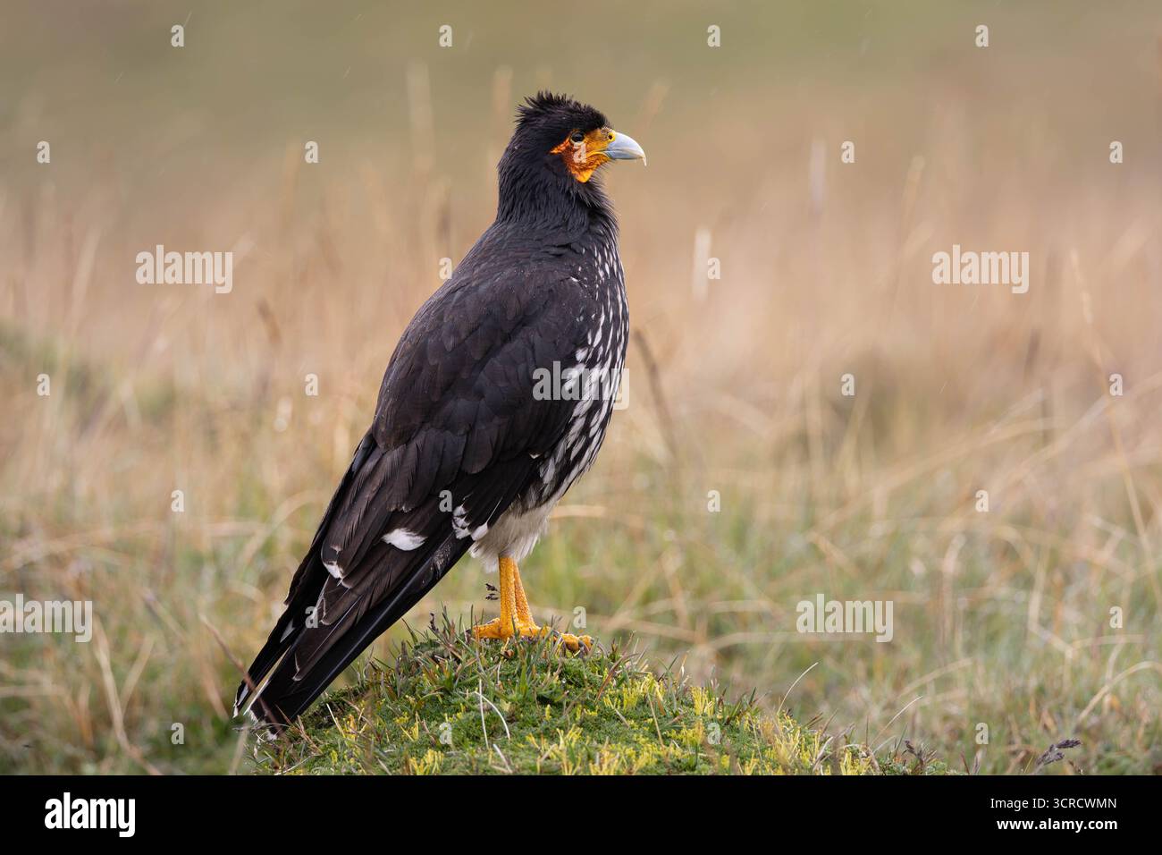 Carunculated Caracara (Phalcoboenus carunculatus) auf der Vegetation páramo, Antisana Nationalpark, Ecuador. Stockfoto
