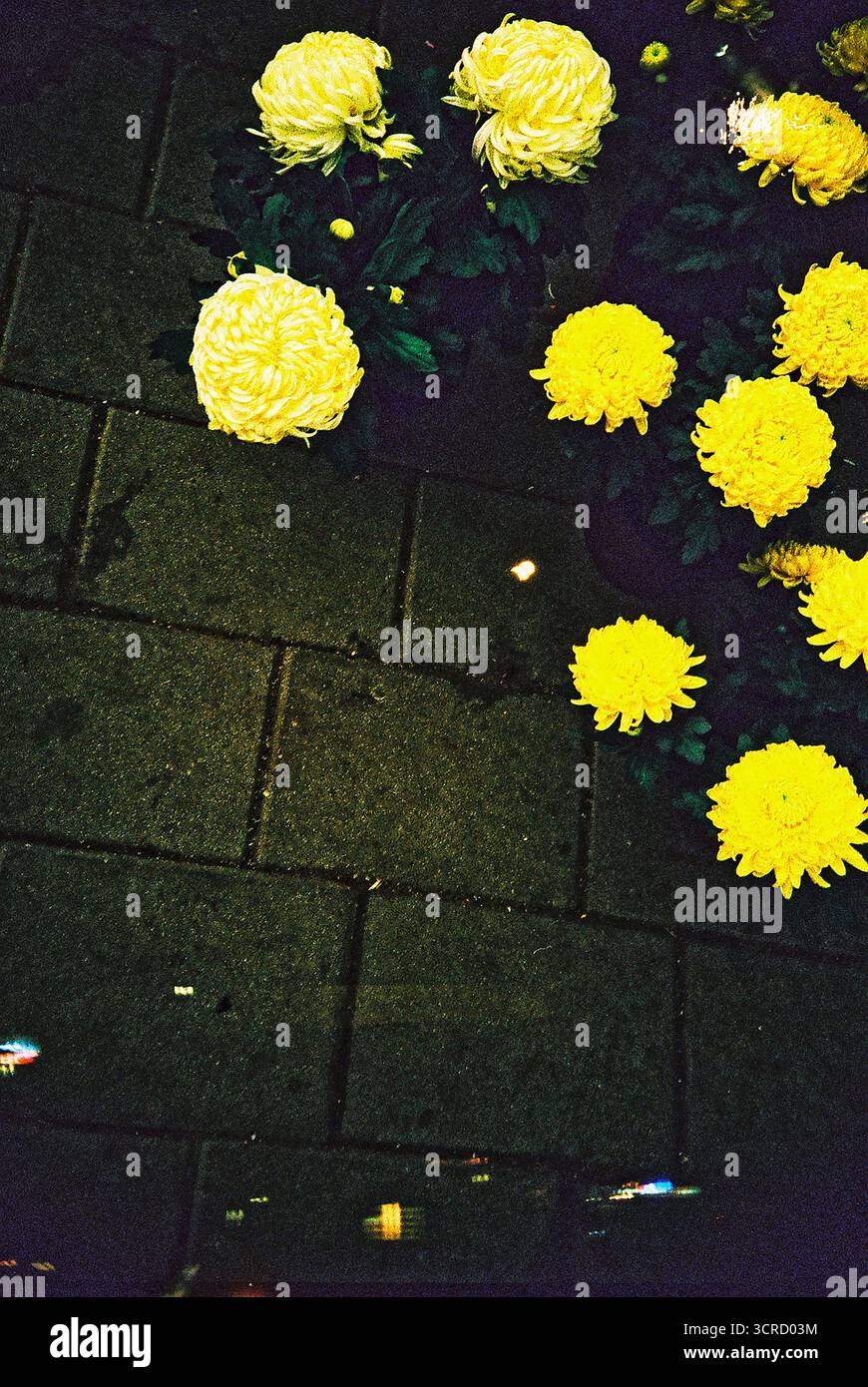 Analoge Archivfotografie Grain zeitlos 35 mm Stockfoto