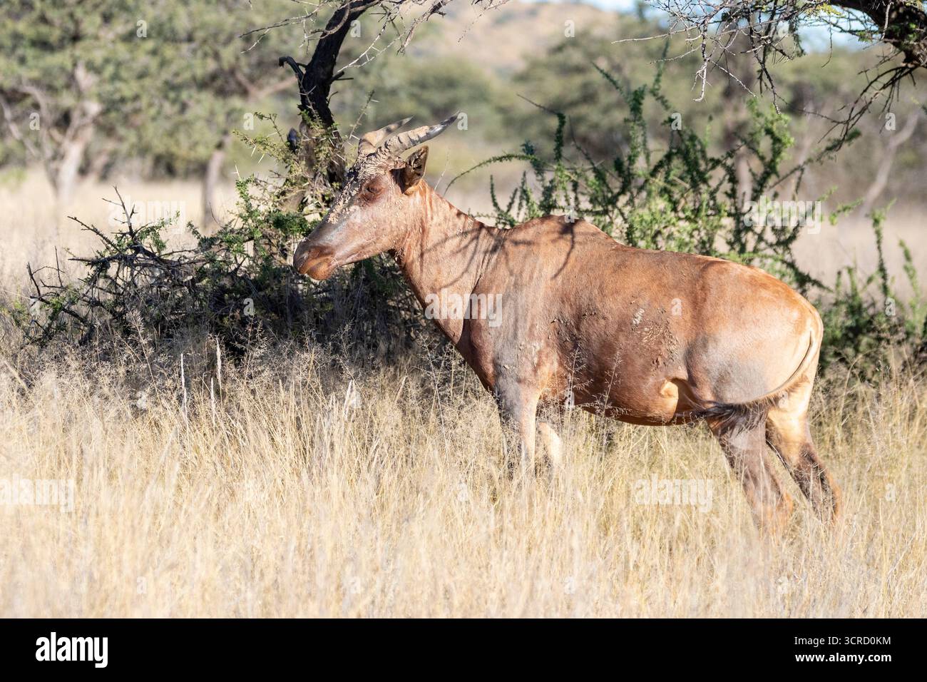 Tsessebe (Damaliscus lunatus) im Grasland, die schnellste afrikanische Antilope mit einer Geschwindigkeit von 90 km/h Mokala Natoional Park, Kimberley, Südafrika Stockfoto