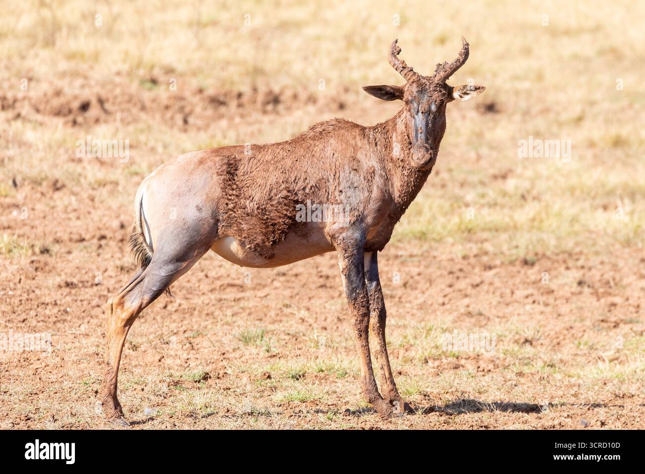 Der schlammbedeckte Tsessebe (Damaliscus lunatus) ist die schnellste afrikanische Antilope mit einer Geschwindigkeit von 90 km/h Mokala Natoional Park, Südafrika Stockfoto
