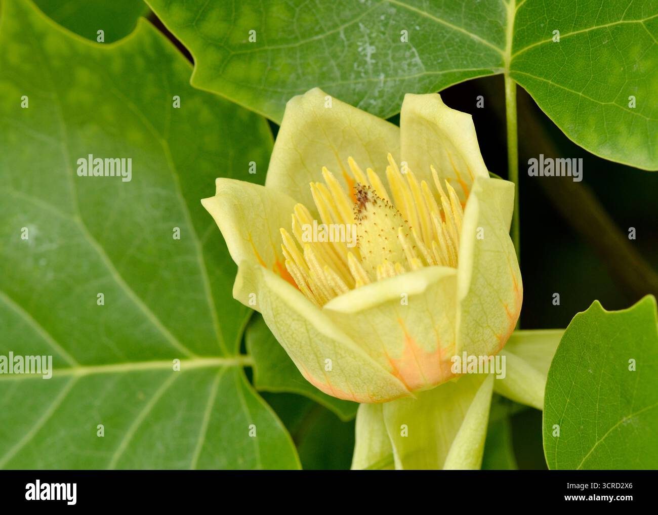 Amerikanischer Tulipbaum Liriodendron tulipifera Jungfrühlingshalter tulpenförmige Blüte Stockfoto