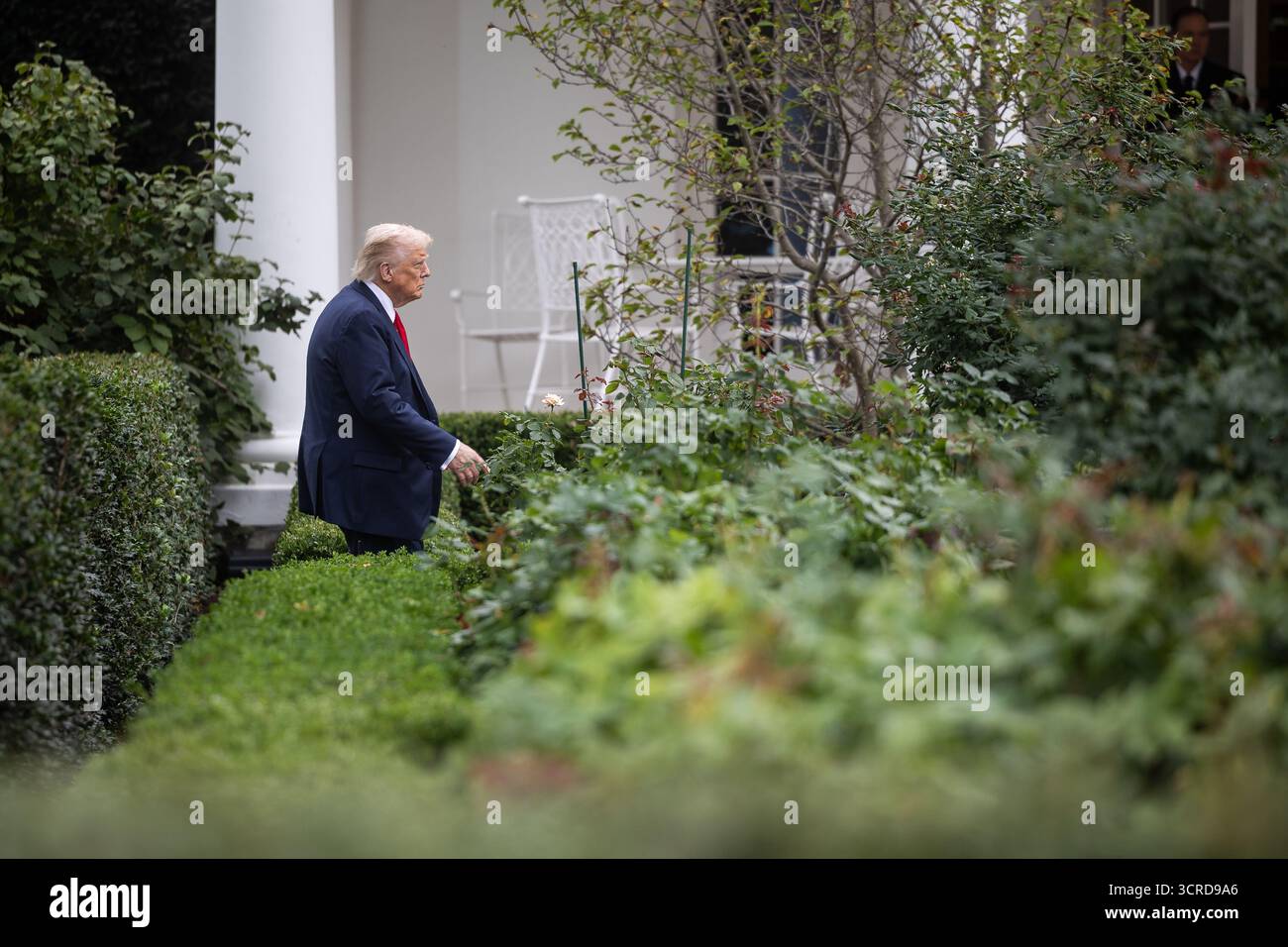 Washington, Vereinigte Staaten Von Amerika. 30. September 2025. US-Präsident Donald J Trump spaziert durch den Rosengarten des Weißen Hauses in Washington, DC, USA, nachdem er am 30. September 2025 von einer ungewöhnlichen Versammlung hochrangiger Militärführer auf der Marinebasis in Quantico, Virginia, zurückgekehrt ist. Credit: Francis Chung/Pool über CNP Foto über Credit: Newscom/Alamy Live News Stockfoto