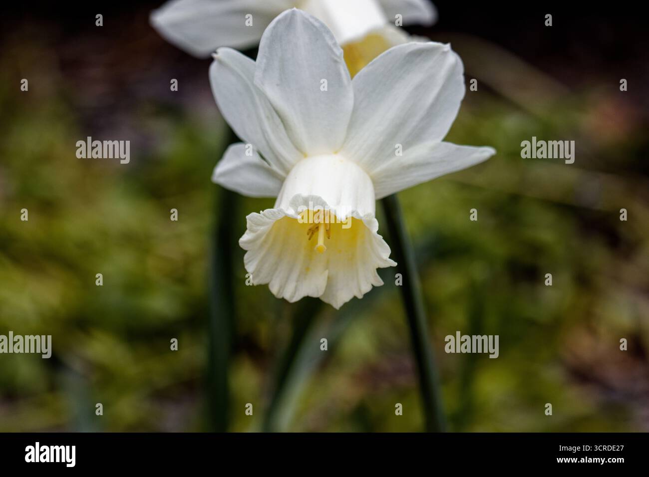 Narcissus jonquilla, auch bekannt als Jonquil oder Rush Narzodil, ist eine bauchige blühende Pflanze, eine Art der Gattung Narcissus (Narzissen) Stockfoto