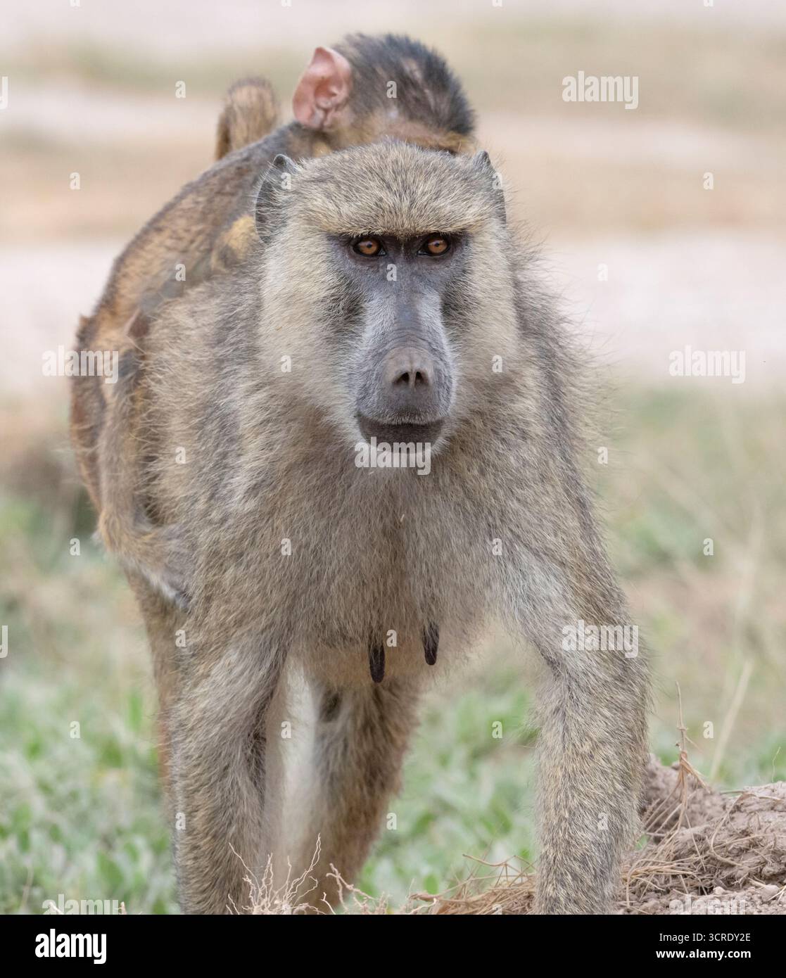 Weiblicher gelber Pavian (Papio cynocephalus) mit ihrem Baby, Amboseli Nationalpark, Kenia Stockfoto