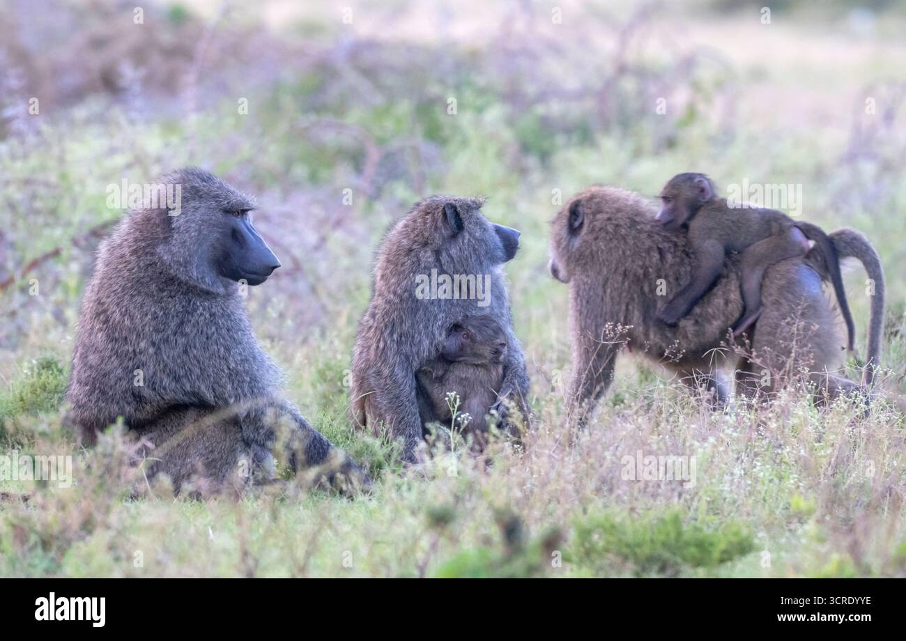 Die Gruppe der Olivenpaane (Papio anubis) - Mütter, die sich um das Baby im Maasai Mara National Park, Kenia kümmern Stockfoto