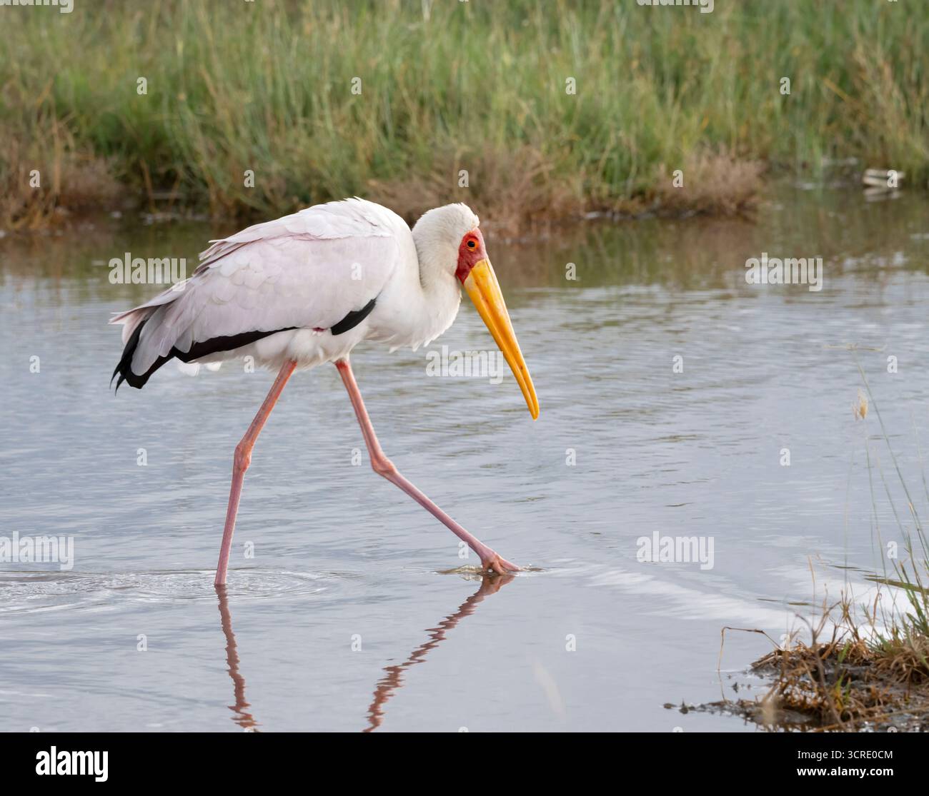Gelbschnabelstorch Mycteria ibis waten im Lake Nakuru, Kenia Stockfoto