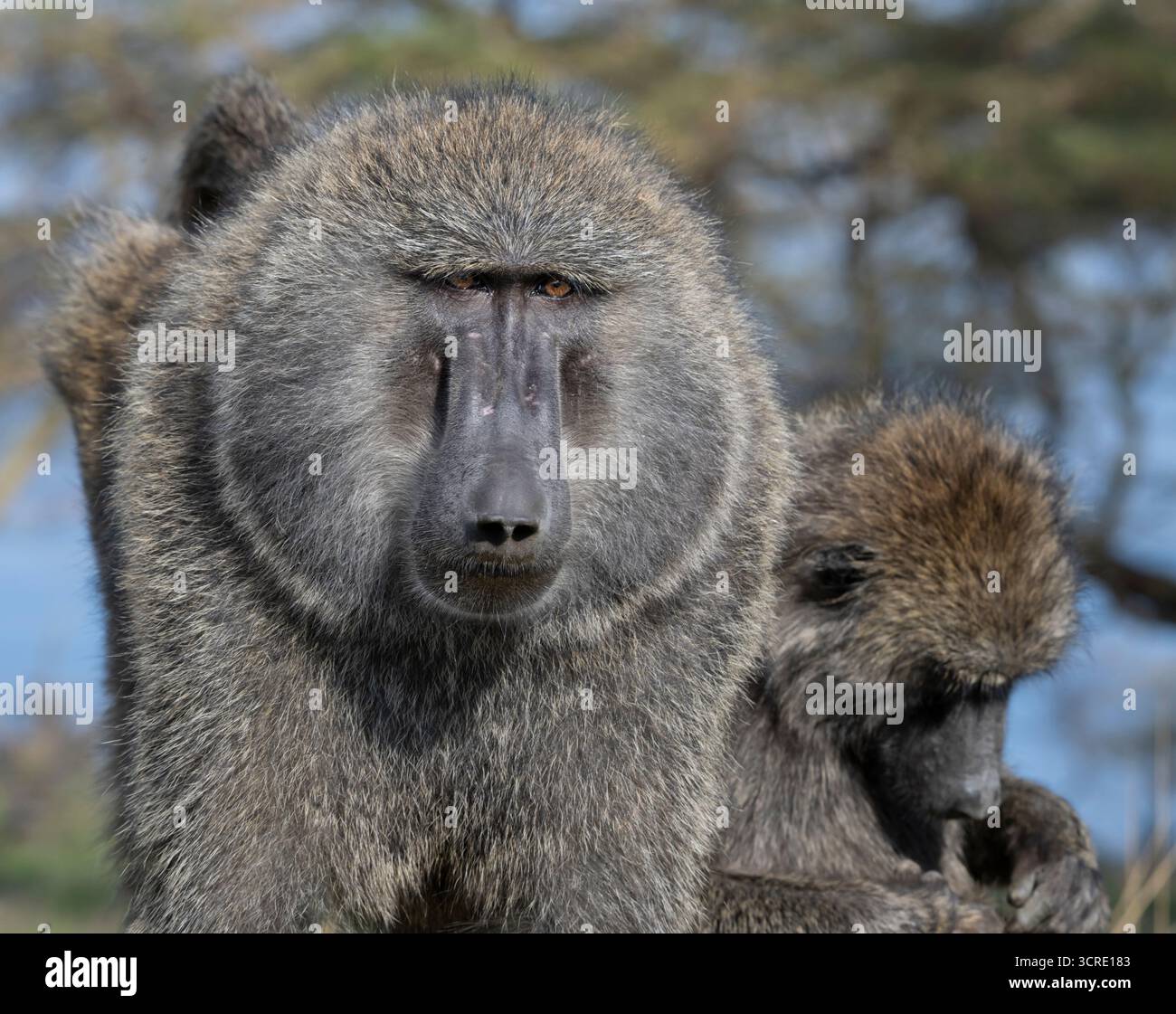 Zwei Olivenpaviane (Papio anubis) im Nakuru-Nationalpark, Kenia Stockfoto