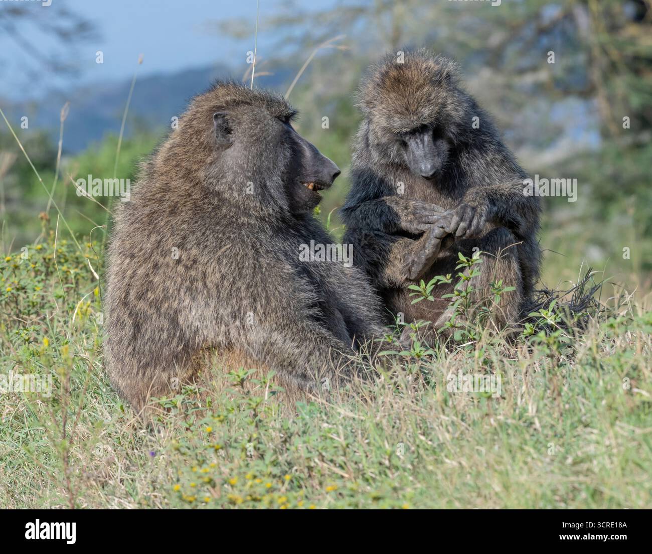 Zwei Olivenpaviane (Papio anubis), die sich im Nakuru National Park, Kenia, ausruhen und sich um sich kümmern Stockfoto
