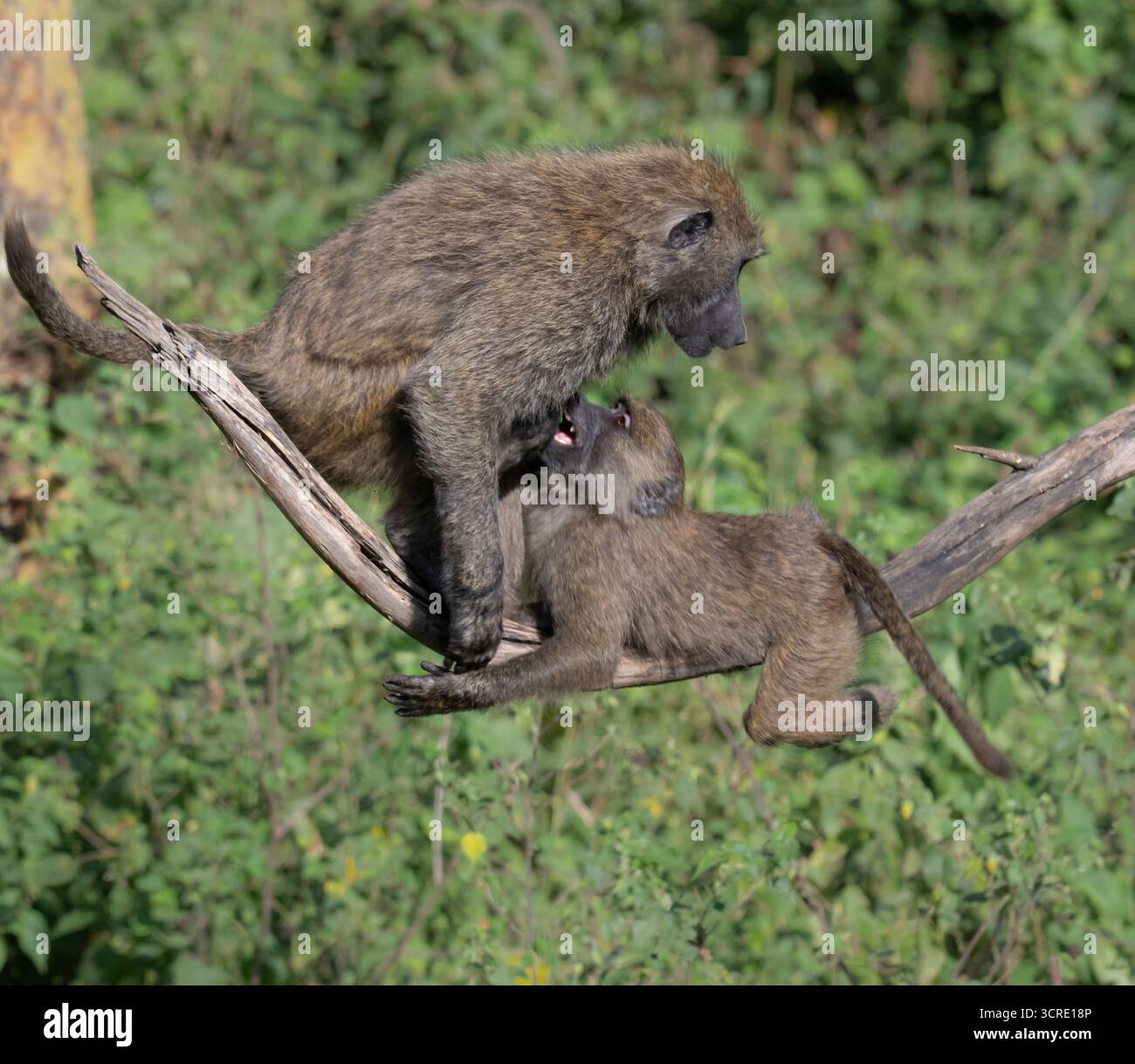 Zwei Olivenpaviane (Papio anubis) - Jugendpaviane spielen mit einem älteren im Nakuru National Park, Kenia Stockfoto
