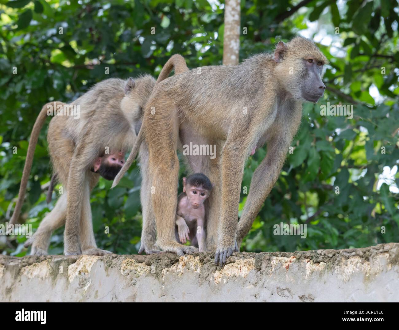 Weiblicher gelber Pavian (Papio cynocephalus) mit Babys, Shimoni, Kenia Stockfoto