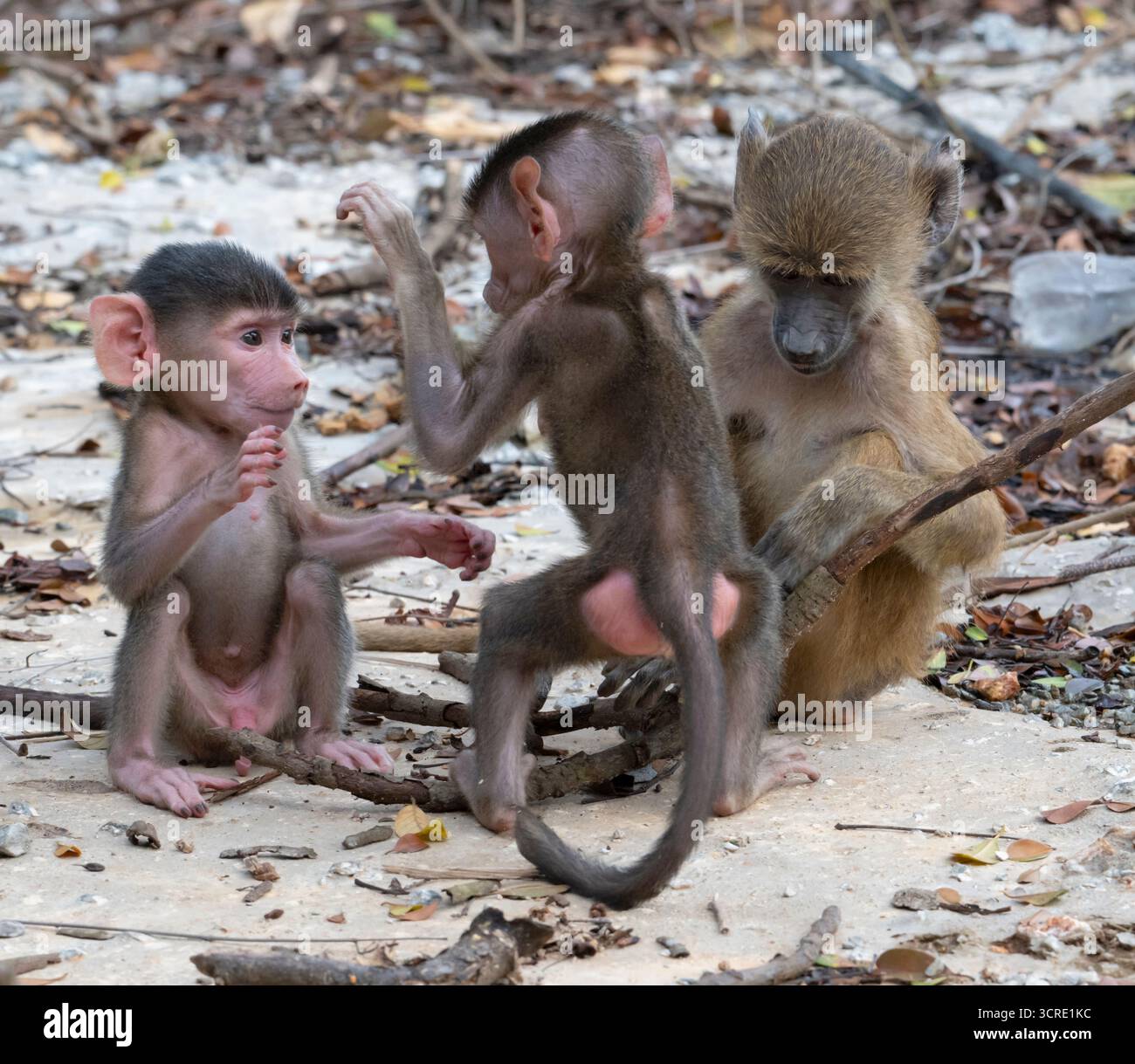 Playng Babys des gelben Pavians (Papio cynocephalus), Shimoni, Kenia Stockfoto