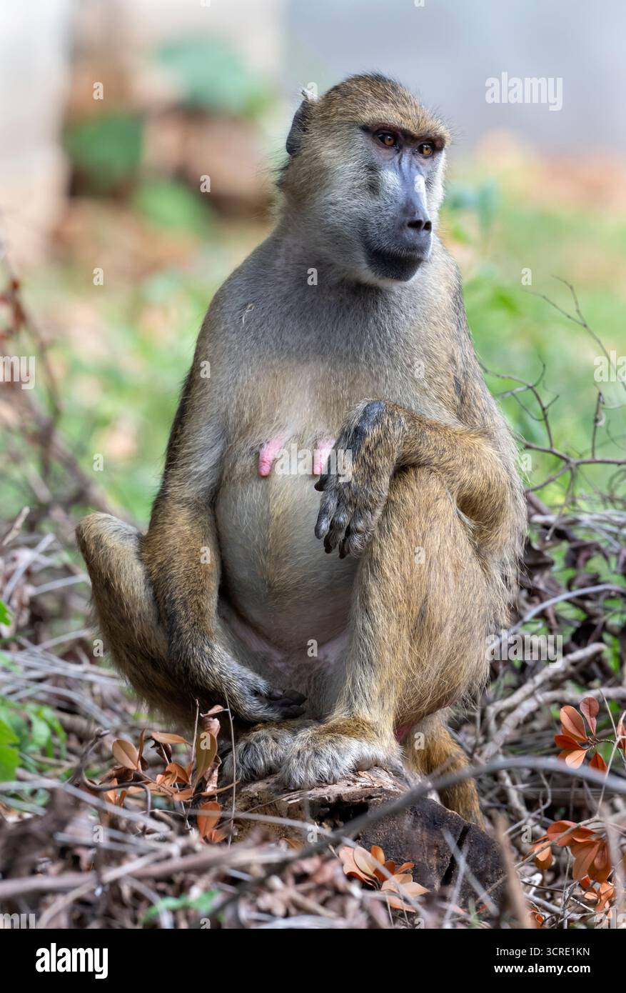 Weiblicher gelber Pavian (Papio cynocephalus), Shimoni, Kenia Stockfoto