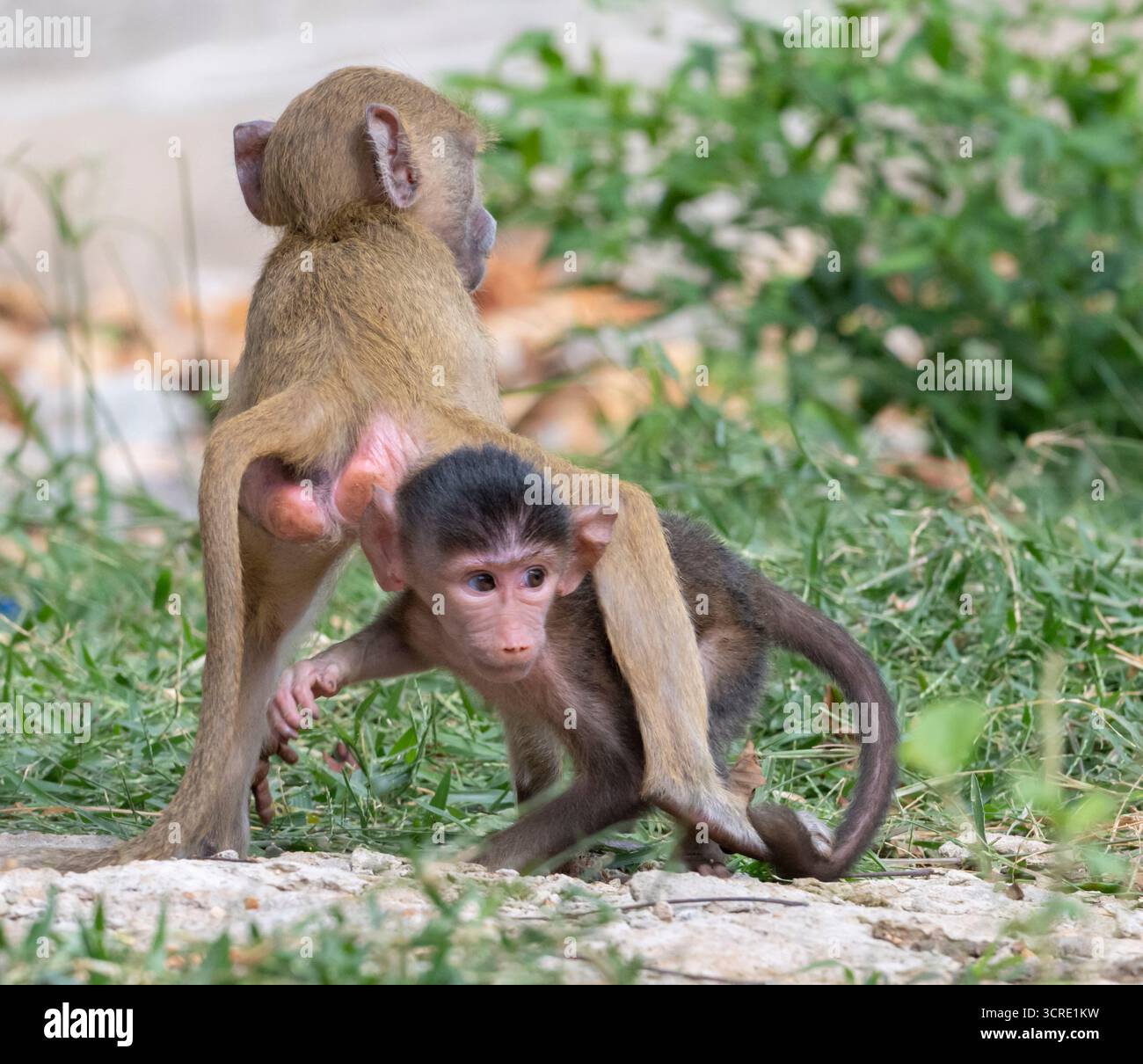 Playng Babys des gelben Pavians (Papio cynocephalus), Shimoni, Kenia Stockfoto
