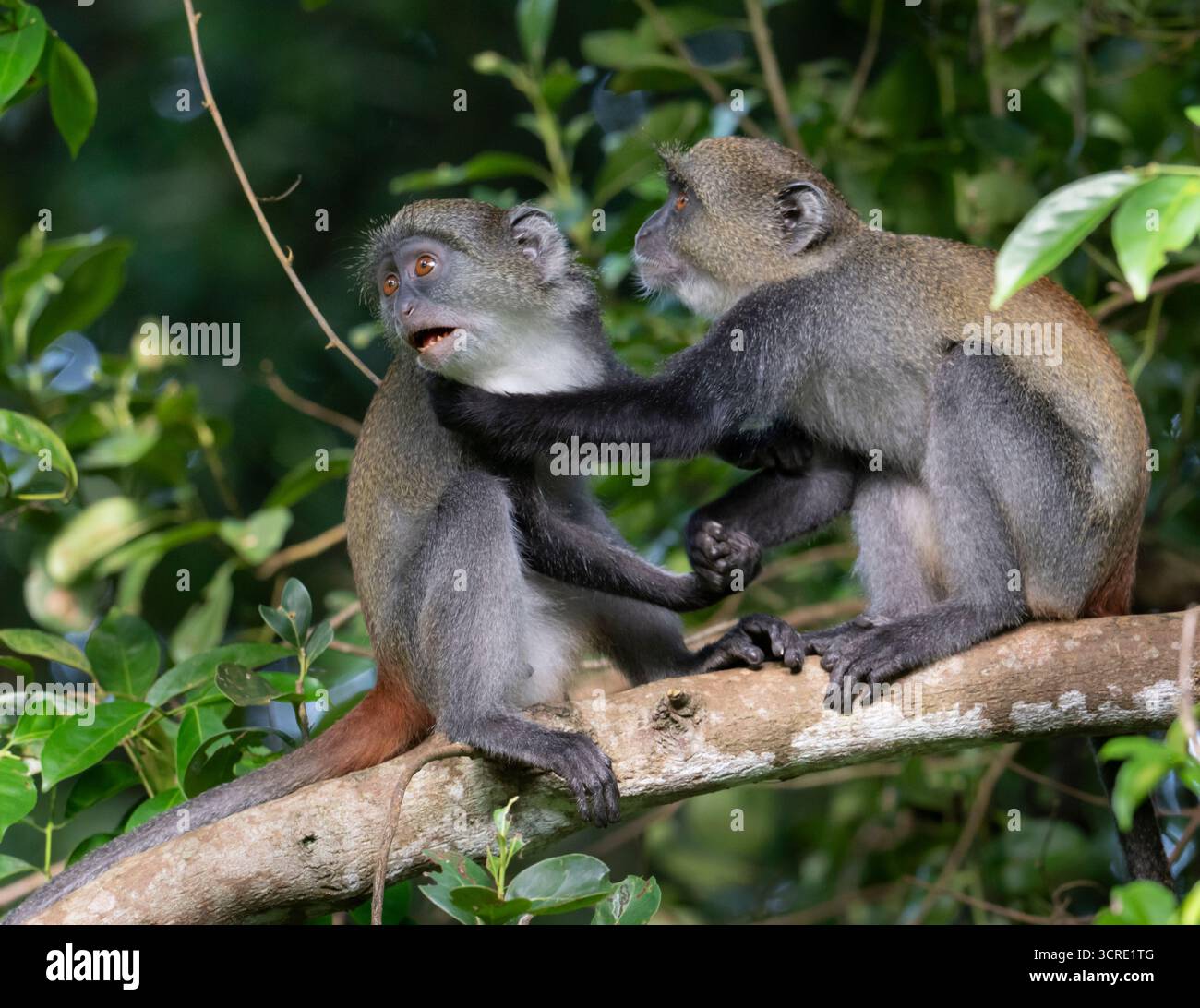 Junge Sykes' Affen spielen Kampf (Cercopithecus albogularis) in Shimoni, Kenia Stockfoto