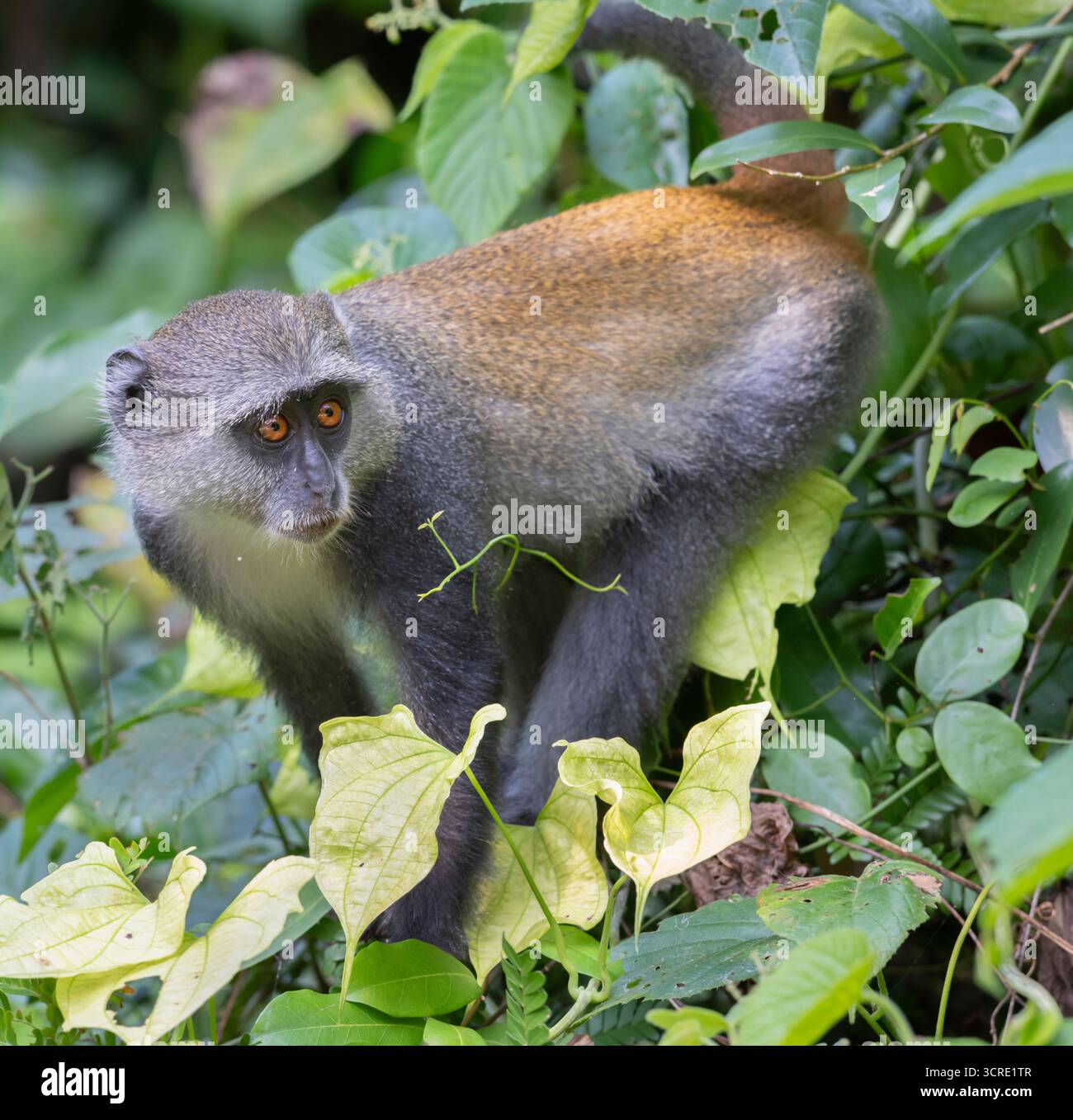 Sykes' Monkey (Cercopithecus albogularis) in Shimoni, Kenia Stockfoto