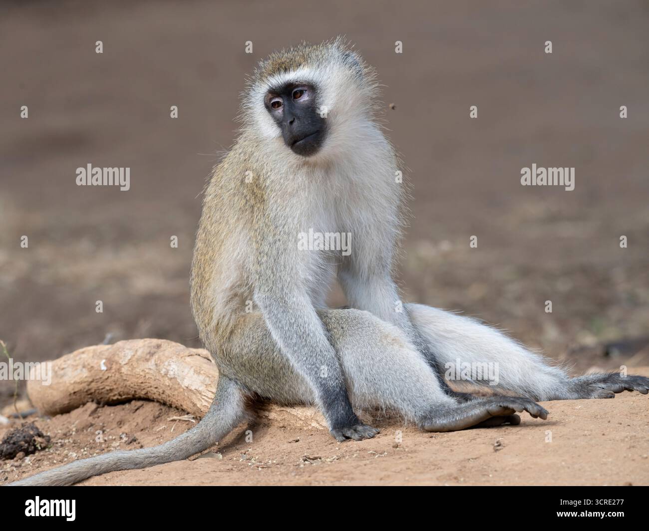 Vervet Monkey (Chlorocebus pygerythrus) im Tsavo East National Park, Kenia Stockfoto