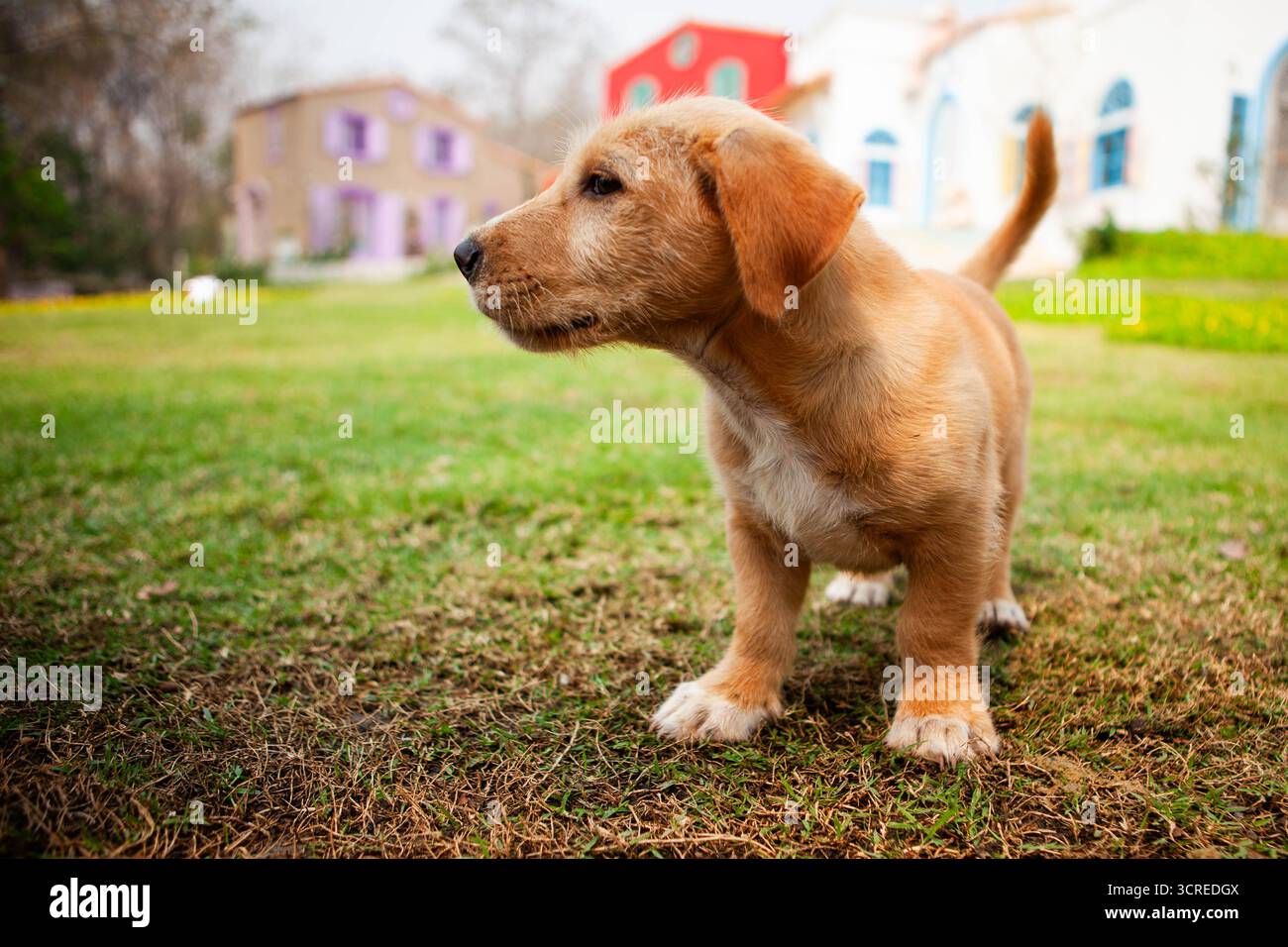 Niedlicher Welpe auf grünem Gras vor der Villa. Entzückender kleiner Hund aus nächster Nähe. Stockfoto