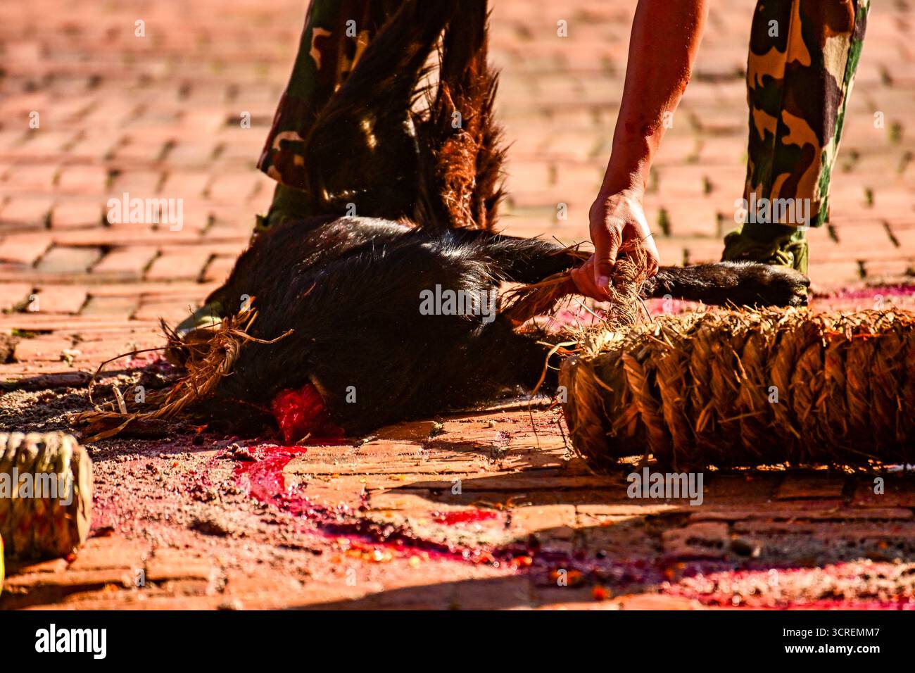 Kathmandu, Nepal. 1. Oktober 2025. Grafikinhalt: Während Maha Nawami, dem neunten Tag von Dashain, zieht ein neunter Angehöriger der neunten neunten neunten Armee eine geopferte Ziege über den Kathmandu Durbar Platz. Der Umgang mit geopferten Tieren folgt jahrhundertealten hinduistischen Ritualen, die von Priestern und Armeepersonal durchgeführt wurden. Quelle: Safal Prakash Shrestha/Alamy Live News Stockfoto