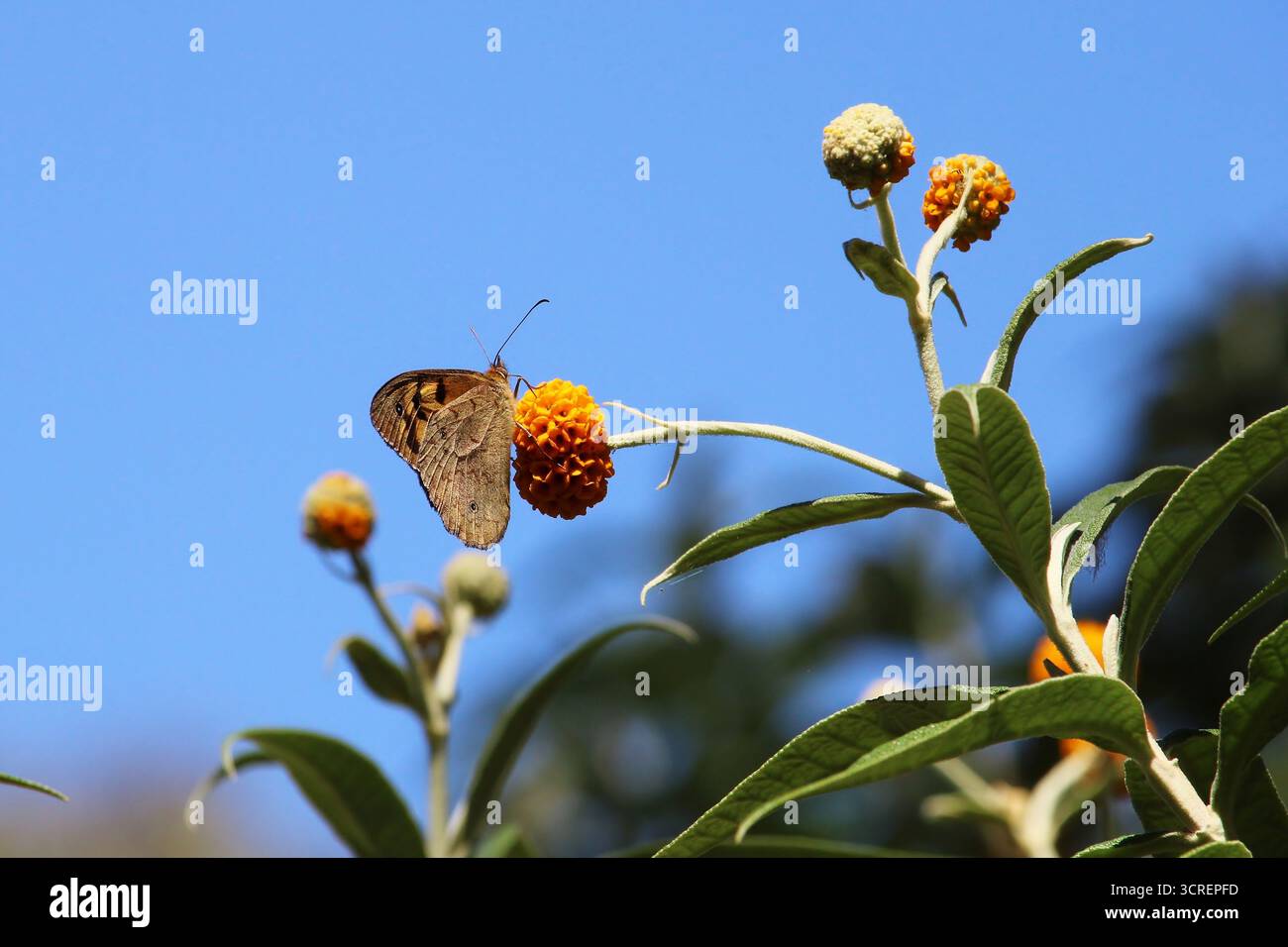Gewöhnlicher brauner Schmetterling, der die Golden Ball Buddleja-Blüte ernährt, Südaustralien Stockfoto