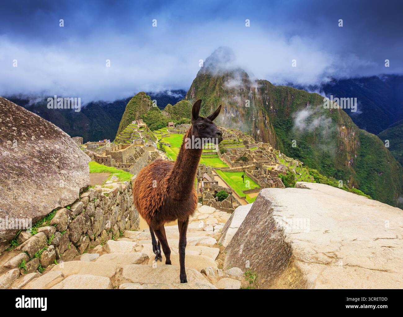 Machu Picchu, Peru. Lama vor Machu Picchu in der Nähe von Cusco. Stockfoto