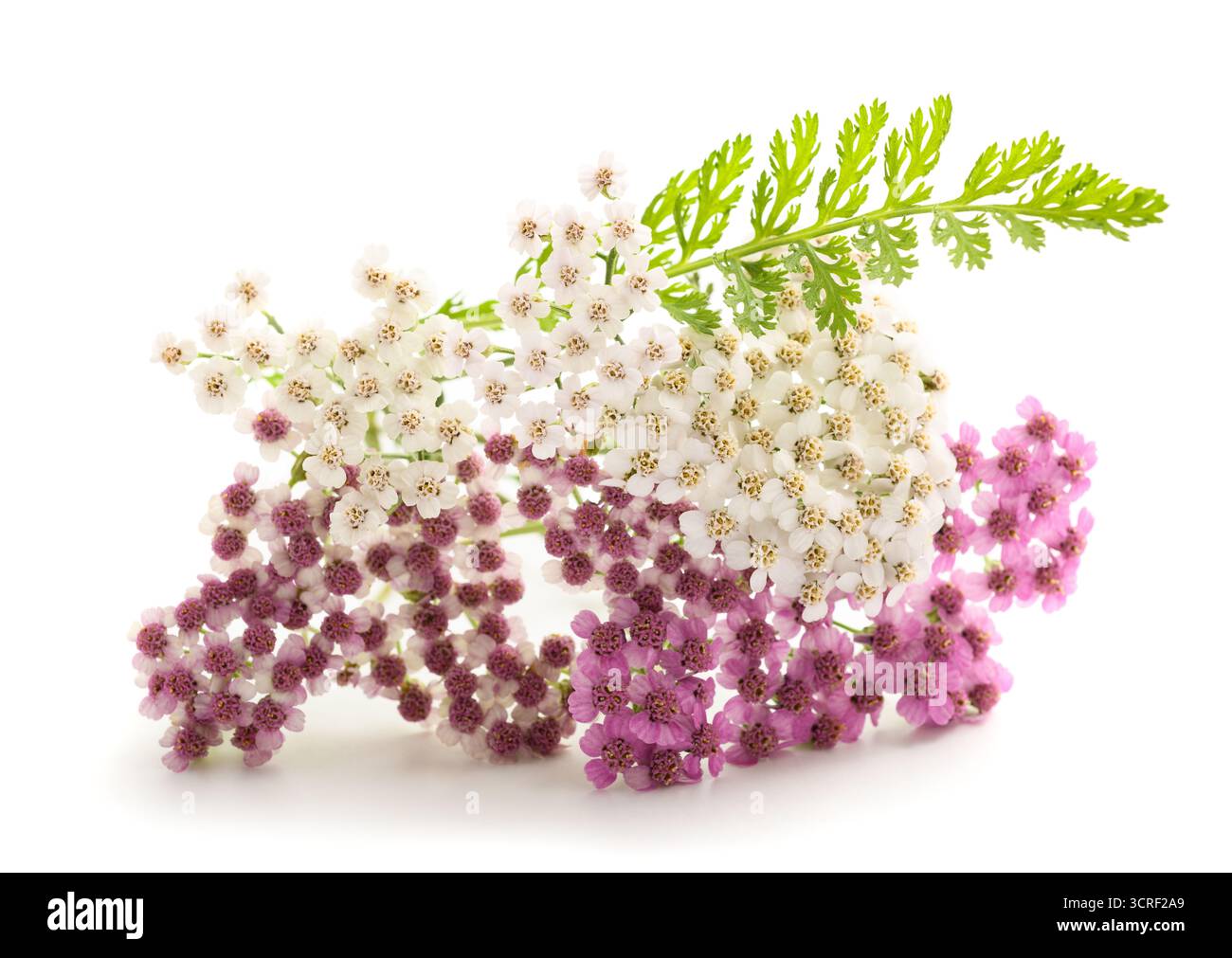 Rosa und weiße Schafgarbenblüten isoliert auf weißem Hintergrund Stockfoto