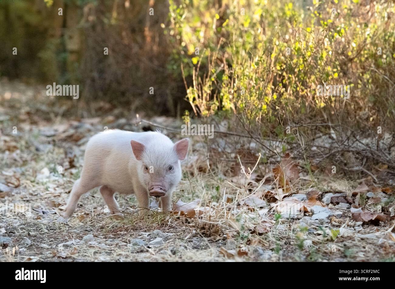 Rosafarbenes Miniaturschwein, das auf einem Feld auf einer Farm läuft Stockfoto