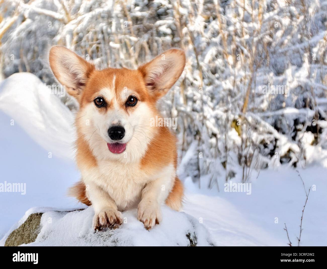Pembroke Waliser Corgi vor dem Winterhintergrund Stockfoto