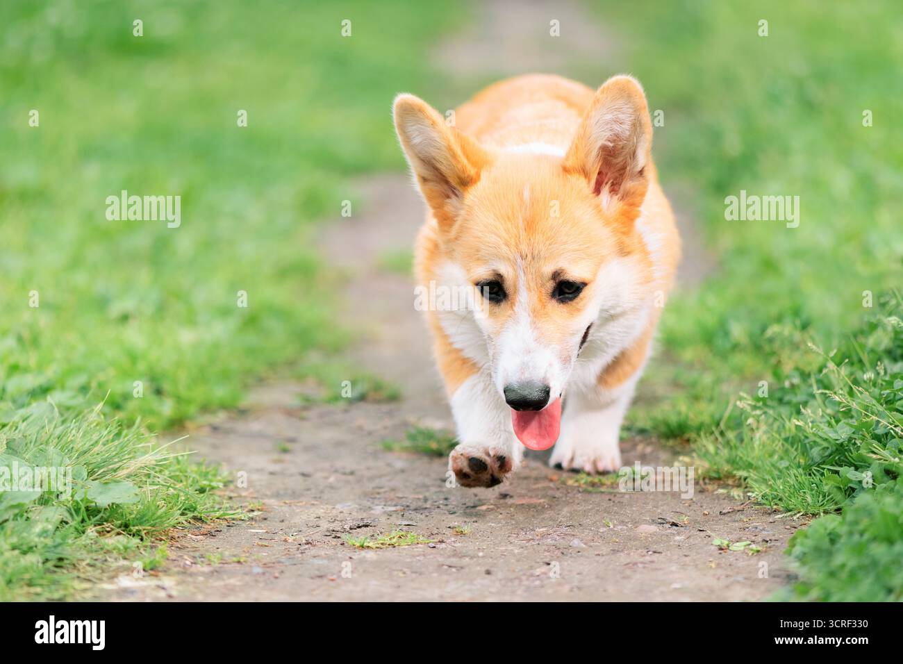 Roter Hund mit der Zunge, der den Weg entlang läuft und nach unten blickt Stockfoto