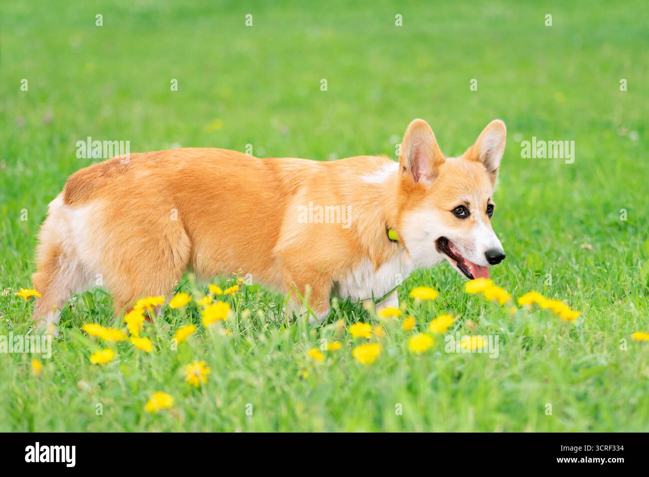 Roter Hund, der auf einer Wiese mit Löwenzahn steht, Seitenansicht Stockfoto