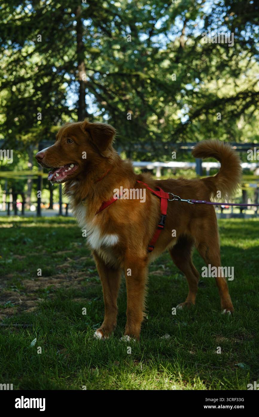 Nova Scotia Duck Tolling Retriever, der mit der Leine auf dem Gras steht, aufmerksam ist und in die Ferne blickt. Stockfoto