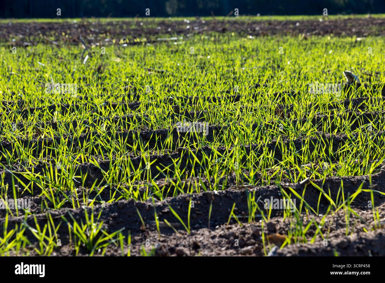 Grüner frostresistenter Weizen, der im Winter gepflanzt wurde, schöner Winterweizen, Getreide im Herbst vor dem Frost, sonniges Wetter Stockfoto