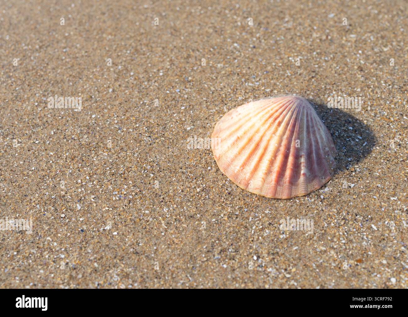 Eine einzelne Limettenschale an einem Sandstrand Stockfoto