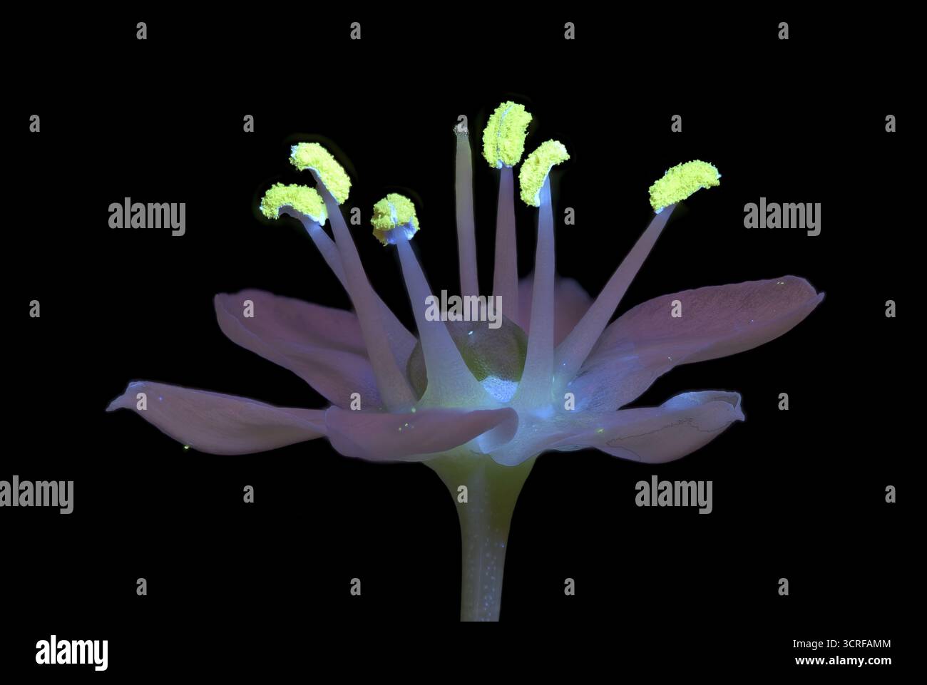 Knolau, Knoblauch (Allium tuberosum), Blume mit UV-Licht fotografiert, Deutschland Stockfoto