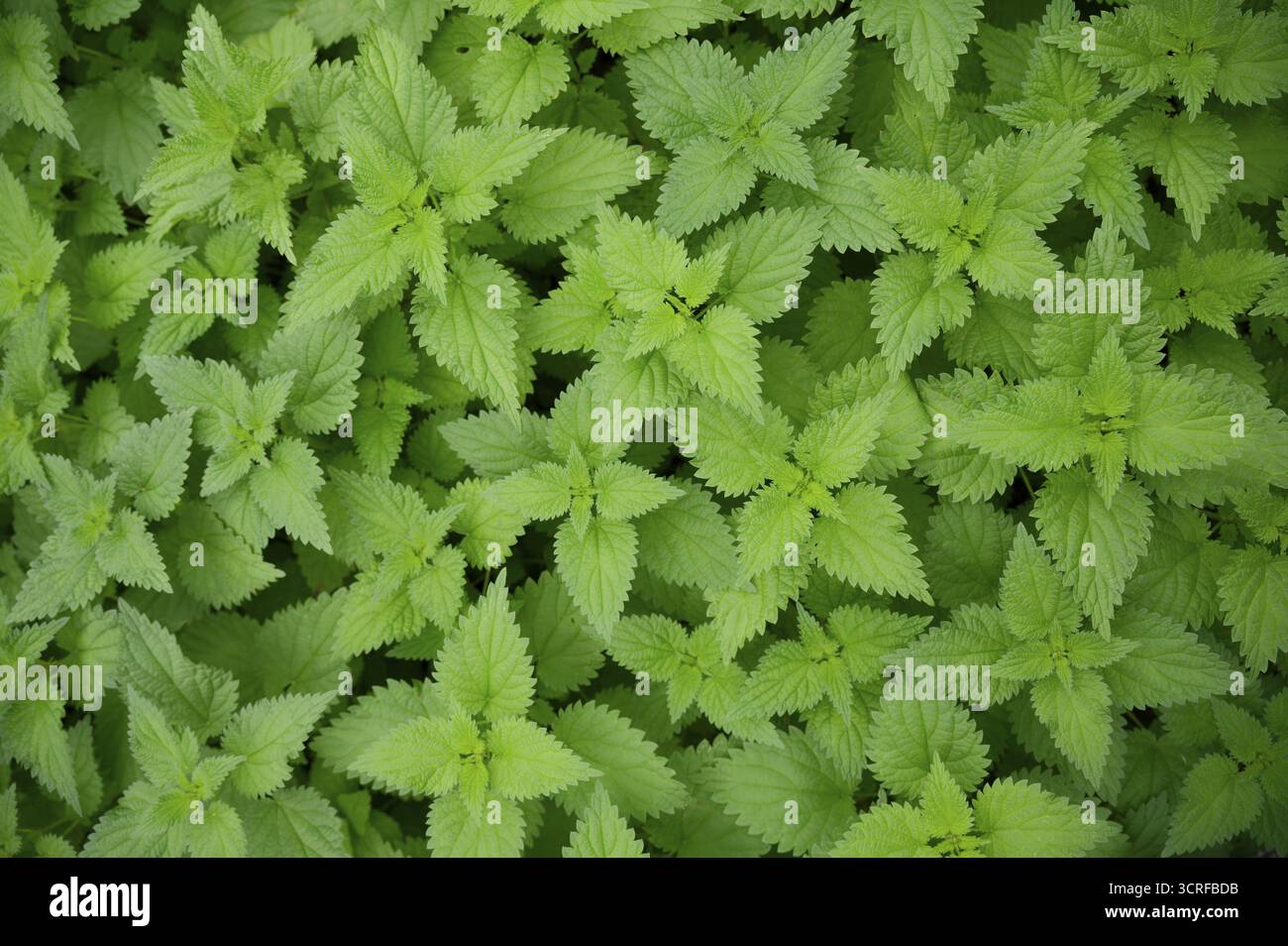 Brennnessel (Urtica), Muster, Farbmuster, Teppich, Blattteppich, Bildschirmschoner, Hintergrund, Hintergrund, Desktop-Hintergrund, Desktop-Bild, Desktop, Schwi¿½ Stockfoto