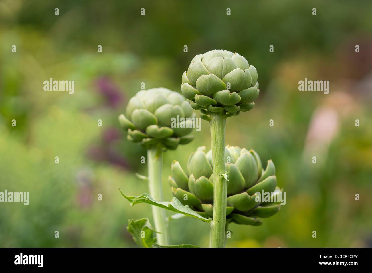 Artischocken (Cynara cardunculus var. Skolymus), der in einem Garten wächst. Artischockenblüten im Juli in einem Garten. Reife Artischocken im Garten, bereit zum pflücken. Stockfoto