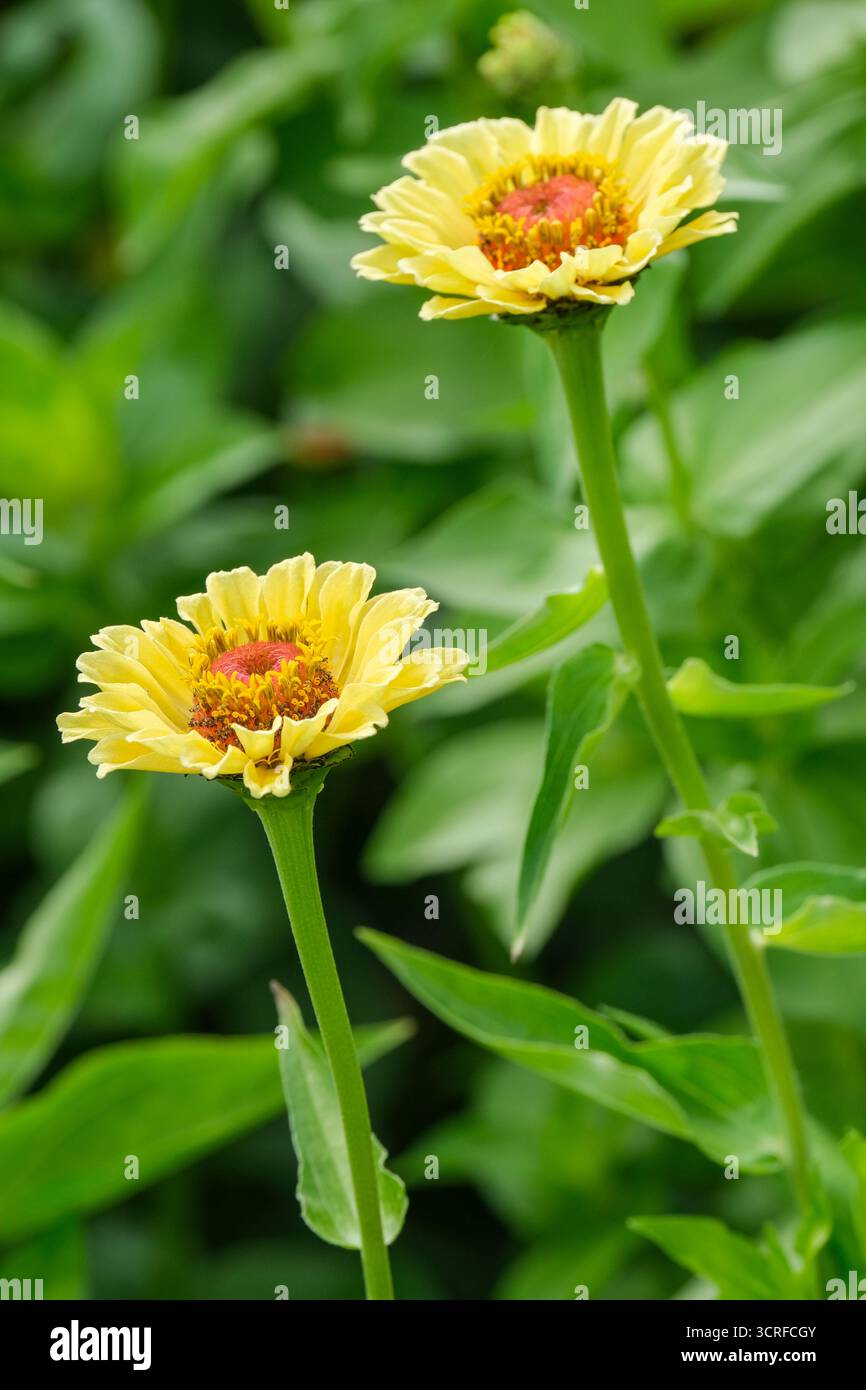 Zinnia Portofino Peach, Zinnia elegans Portofino Peach, cremige Limettenblätter, die zu einem weichen Pfirsichton Reifen Stockfoto