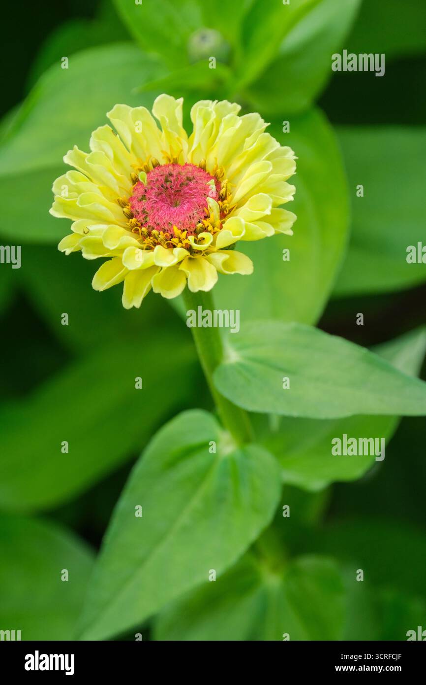 Zinnia Portofino Peach, Zinnia elegans Portofino Peach, cremige Limettenblätter, die zu einem weichen Pfirsichton Reifen Stockfoto