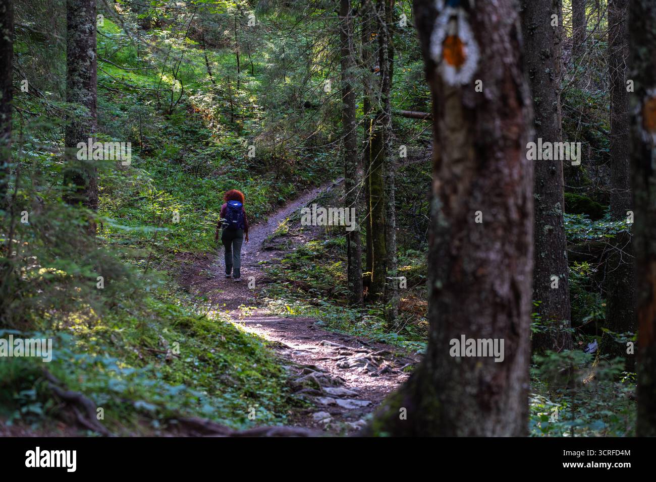 Wandererin mit lockigen roten Haaren und Rucksack, die alleine auf einem Waldweg im Apuseni-Gebirge, Rumänien, spaziert, umgeben von Grün und Bäumen Stockfoto