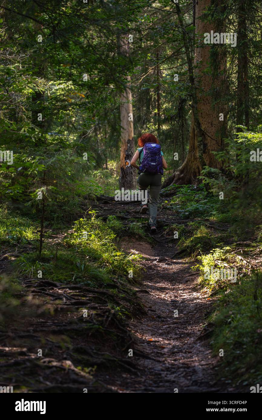 Wanderer mit lockigen roten Haaren und Rucksack, die auf einem Waldweg im Apuseni-Gebirge, Rumänien, von Grün und Baumwurzeln umgeben, spazieren Stockfoto
