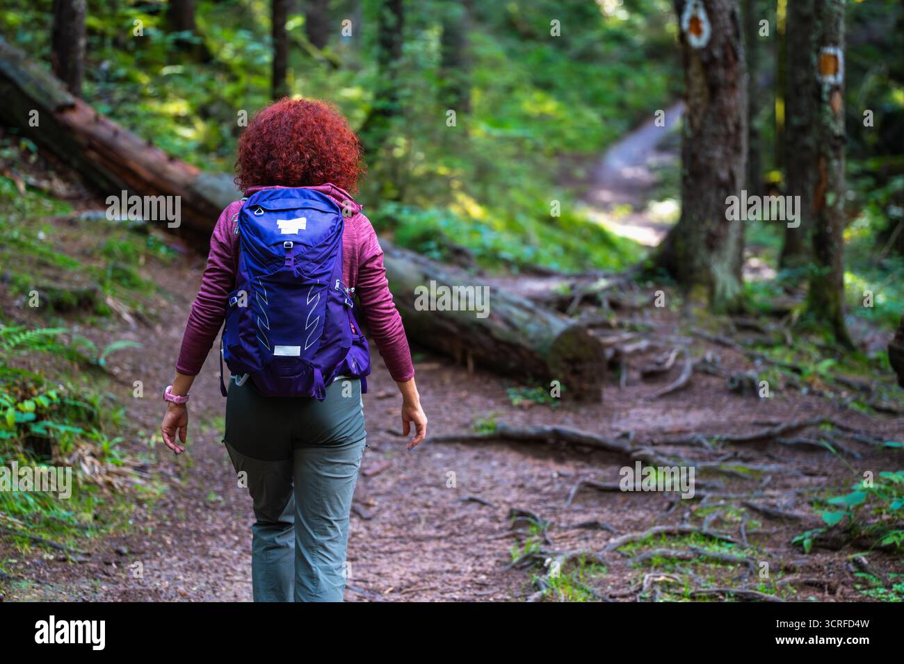 Wanderer mit lockigen roten Haaren und Rucksack, die auf einem Waldweg im Apuseni-Gebirge, Rumänien, von Grün und Baumwurzeln umgeben, spazieren Stockfoto