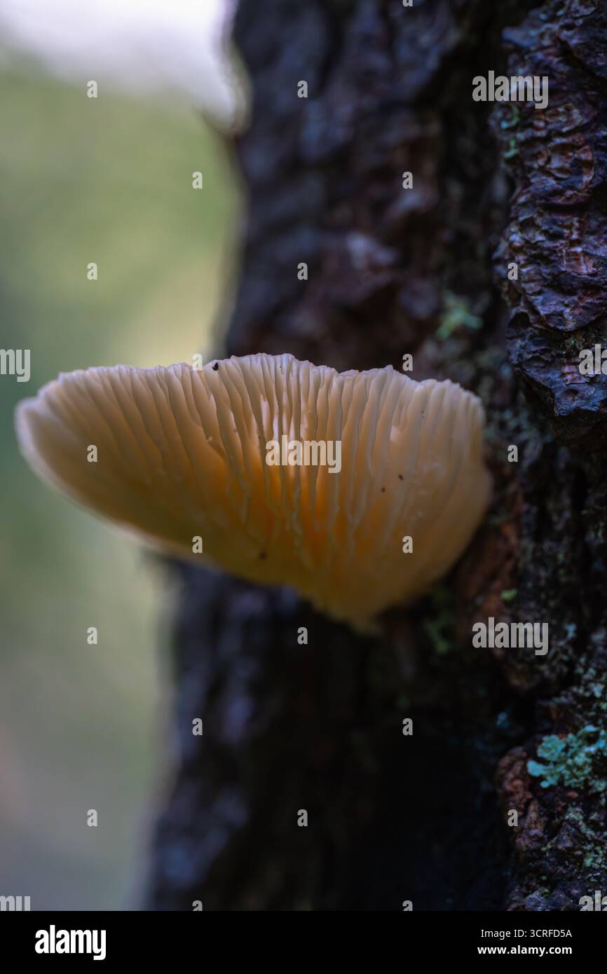 Nahaufnahme eines Austernpilzes (Pleurotus ostreatus) mit sichtbaren Kiemen, die auf Baumrinde im Wald des Apuseni-Gebirges in Rumänien wachsen Stockfoto