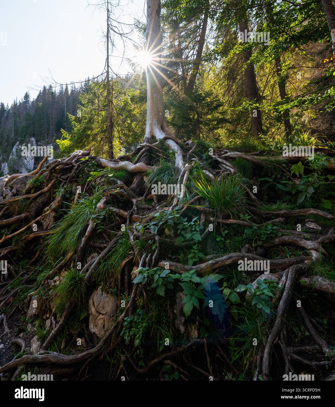 Baum mit exponierten verdrehten Wurzeln, die an Felsen im Wald des Apuseni-Gebirges, Rumänien, haften, mit Sonnenlicht, das durch die Äste strahlt Stockfoto