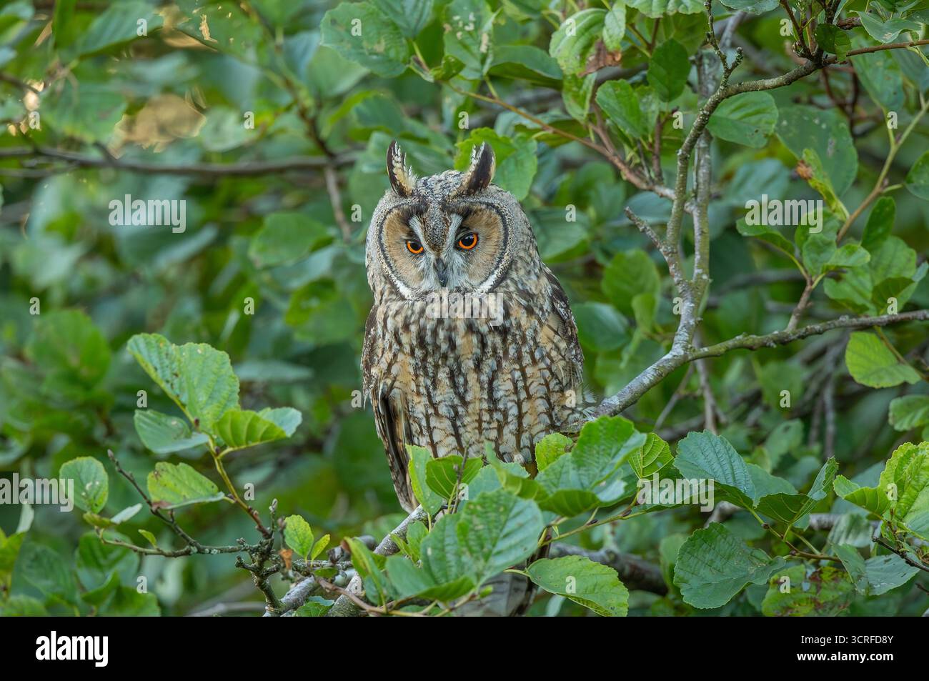 Lange Eared Owl Stockfoto