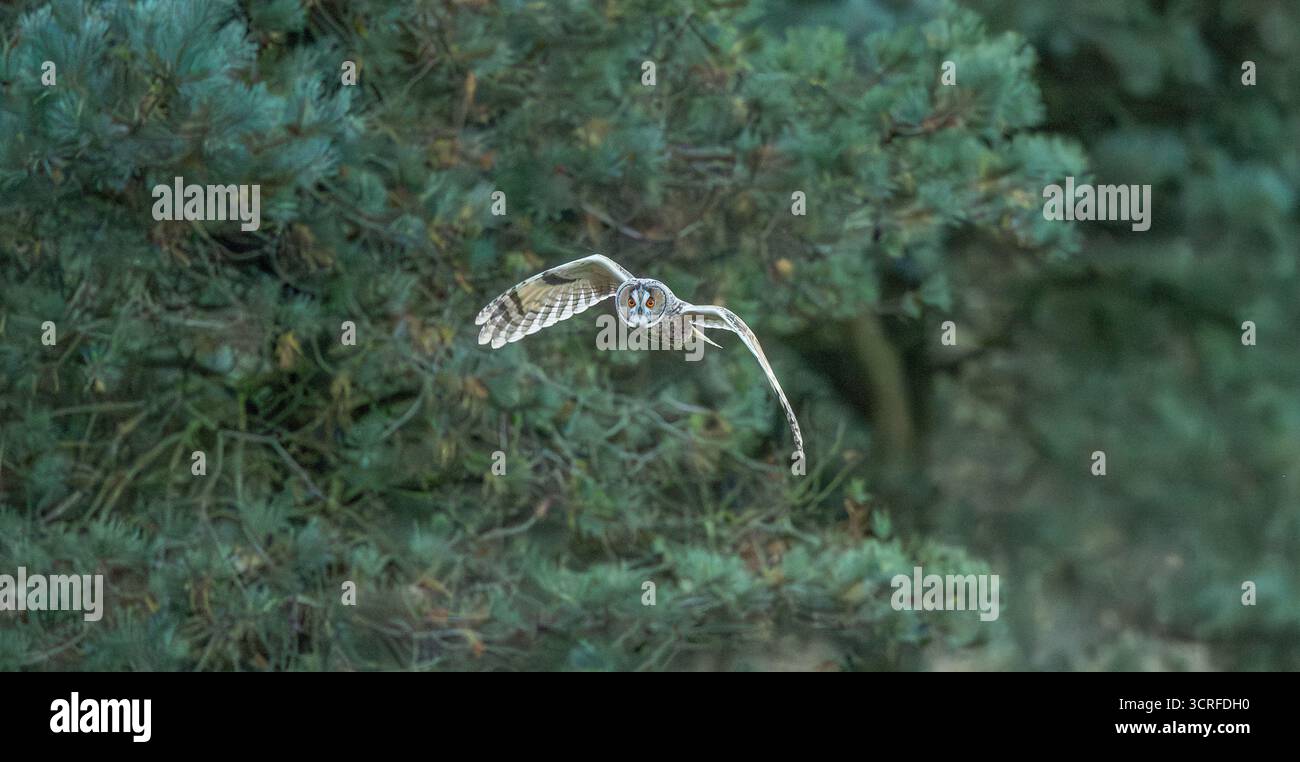 Lange Eared Owl Stockfoto