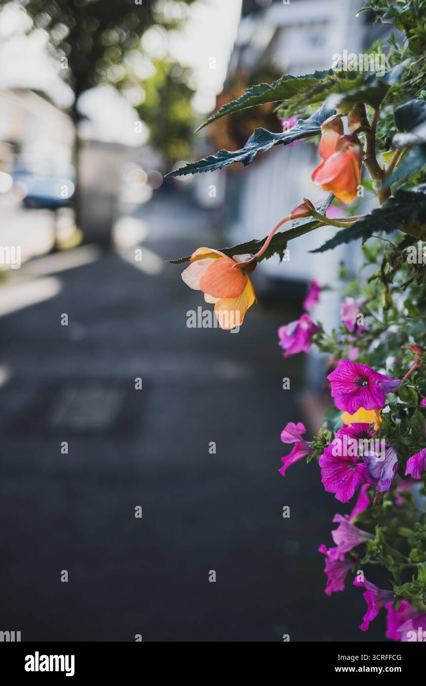 Blumenschmuck in Swansea, die zweitgrößte Stadt in Wales, an der Küste des Bristolkanals am 09.08.2025. // Swansea, die zweitgrößte Stadt in Wales, am 9. August 2025 an der Bristol-Kanalküste. - 20250908 PD21198 Credit: APA-PictureDesk/Alamy Live News Stockfoto