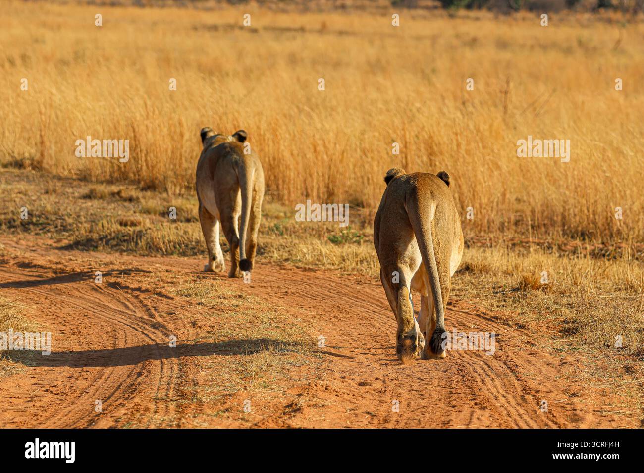 Blick auf zwei Tawny Löwen schlendern Sie auf einem rötlichen Feldweg durch die goldene Savanne unter der warmen afrikanischen Sonne Hoedspruit, Südafrika. Stockfoto