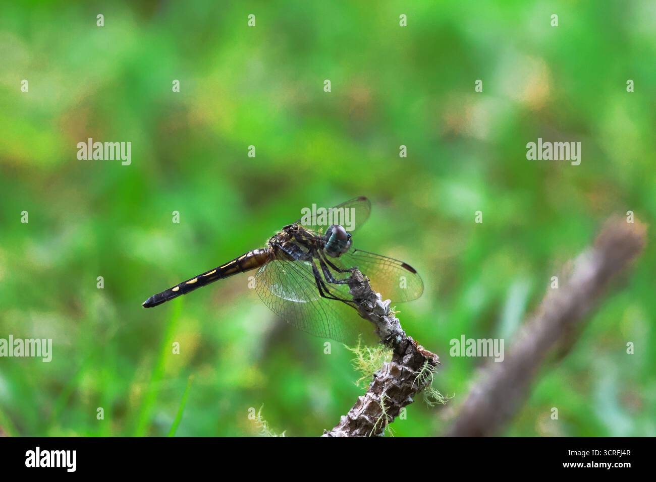 Der Blick auf eine Libelle mit lichtdurchlässigen Flügeln liegt sanft auf einem verwitterten Zweig vor einem Hintergrund von lebhaftem grünem Gras, Vaalwater, Limpopo, Südafrika. Stockfoto